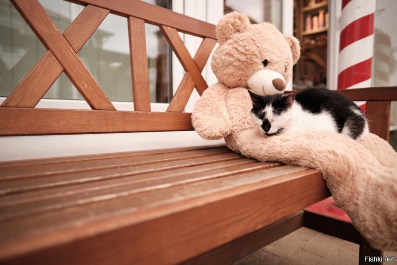 Ловят. Не все конечно. Однако крысы тоже не дуры. Если есть коты, то они предпочтут поселиться подальше от кота. Во всяком случае, я привела конкретный пример нашего города. У нас тоже очень, просто очень много едален. Туристический же город. То есть отходов более чем хватает. И вывоз мусора, особенно в туристический сезон оставляет желать лучшего.  Но! Возле каждой едальни пасется минимум пара, а то и гораздо больше кошек.  Они именно там постоянно присутствуют.  Конечно это не даёт расплодиться грызунам. Хотя коты не голодуют. Даже напротив, очень зажравшиеся. Но результат очевиден.
 Котов у нас любят, уважают и дают им свободу жить как нравится, а не только дома на подушке. 
 Вот у нас  какая открытка в нашей группе к празднику. И наши коты. Второе фото уже к приблежающемуся 9 мая.))