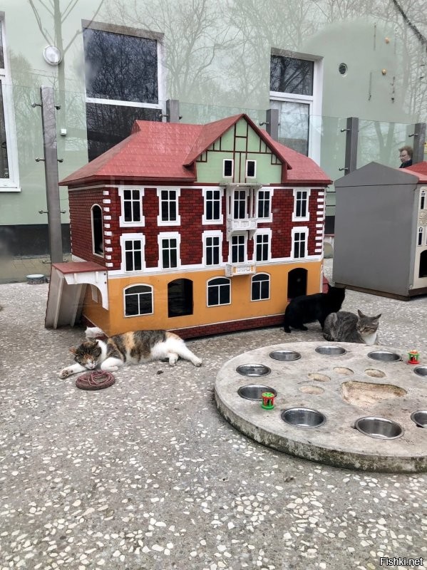 Ловят. Не все конечно. Однако крысы тоже не дуры. Если есть коты, то они предпочтут поселиться подальше от кота. Во всяком случае, я привела конкретный пример нашего города. У нас тоже очень, просто очень много едален. Туристический же город. То есть отходов более чем хватает. И вывоз мусора, особенно в туристический сезон оставляет желать лучшего.  Но! Возле каждой едальни пасется минимум пара, а то и гораздо больше кошек.  Они именно там постоянно присутствуют.  Конечно это не даёт расплодиться грызунам. Хотя коты не голодуют. Даже напротив, очень зажравшиеся. Но результат очевиден.
 Котов у нас любят, уважают и дают им свободу жить как нравится, а не только дома на подушке. 
 Вот у нас  какая открытка в нашей группе к празднику. И наши коты. Второе фото уже к приблежающемуся 9 мая.))