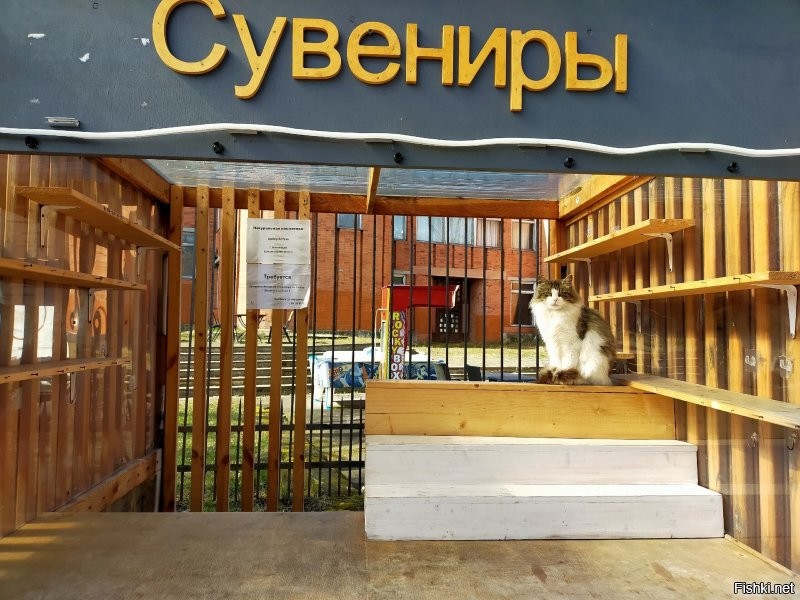 Ловят. Не все конечно. Однако крысы тоже не дуры. Если есть коты, то они предпочтут поселиться подальше от кота. Во всяком случае, я привела конкретный пример нашего города. У нас тоже очень, просто очень много едален. Туристический же город. То есть отходов более чем хватает. И вывоз мусора, особенно в туристический сезон оставляет желать лучшего.  Но! Возле каждой едальни пасется минимум пара, а то и гораздо больше кошек.  Они именно там постоянно присутствуют.  Конечно это не даёт расплодиться грызунам. Хотя коты не голодуют. Даже напротив, очень зажравшиеся. Но результат очевиден.
 Котов у нас любят, уважают и дают им свободу жить как нравится, а не только дома на подушке. 
 Вот у нас  какая открытка в нашей группе к празднику. И наши коты. Второе фото уже к приблежающемуся 9 мая.))