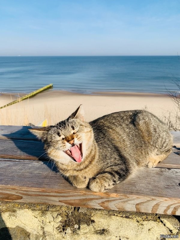 Ловят. Не все конечно. Однако крысы тоже не дуры. Если есть коты, то они предпочтут поселиться подальше от кота. Во всяком случае, я привела конкретный пример нашего города. У нас тоже очень, просто очень много едален. Туристический же город. То есть отходов более чем хватает. И вывоз мусора, особенно в туристический сезон оставляет желать лучшего.  Но! Возле каждой едальни пасется минимум пара, а то и гораздо больше кошек.  Они именно там постоянно присутствуют.  Конечно это не даёт расплодиться грызунам. Хотя коты не голодуют. Даже напротив, очень зажравшиеся. Но результат очевиден.
 Котов у нас любят, уважают и дают им свободу жить как нравится, а не только дома на подушке. 
 Вот у нас  какая открытка в нашей группе к празднику. И наши коты. Второе фото уже к приблежающемуся 9 мая.))