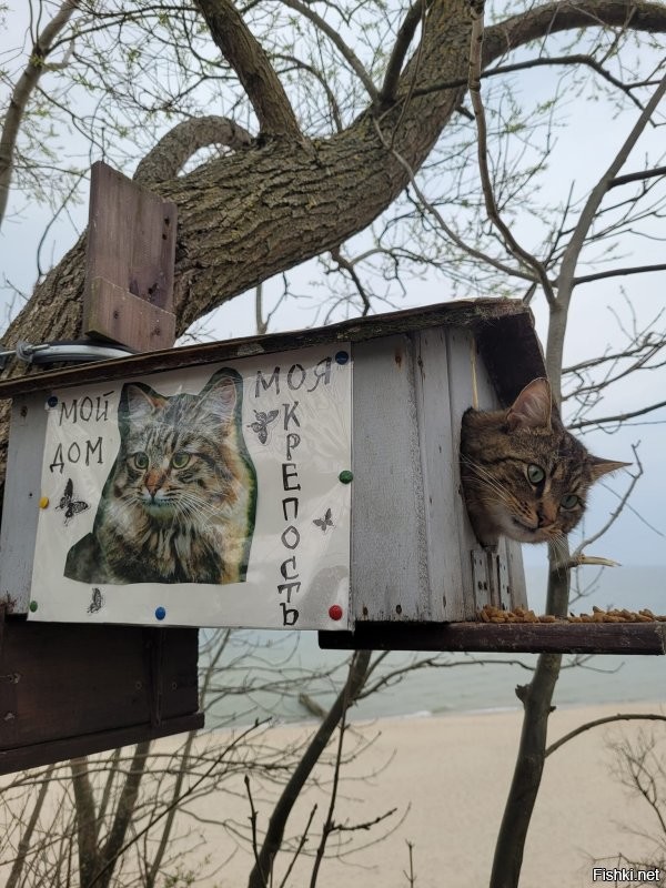 Ловят. Не все конечно. Однако крысы тоже не дуры. Если есть коты, то они предпочтут поселиться подальше от кота. Во всяком случае, я привела конкретный пример нашего города. У нас тоже очень, просто очень много едален. Туристический же город. То есть отходов более чем хватает. И вывоз мусора, особенно в туристический сезон оставляет желать лучшего.  Но! Возле каждой едальни пасется минимум пара, а то и гораздо больше кошек.  Они именно там постоянно присутствуют.  Конечно это не даёт расплодиться грызунам. Хотя коты не голодуют. Даже напротив, очень зажравшиеся. Но результат очевиден.
 Котов у нас любят, уважают и дают им свободу жить как нравится, а не только дома на подушке. 
 Вот у нас  какая открытка в нашей группе к празднику. И наши коты. Второе фото уже к приблежающемуся 9 мая.))