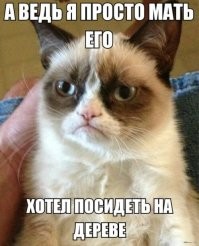 Спасение кота с неожиданным финалом