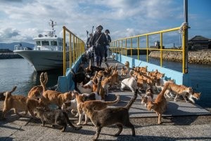 остров тасиро в японии, известен как "остров кошек"...