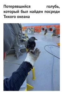 На дереве сидел?