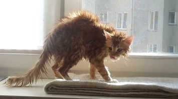 мой после ванны)))  и после просушки))