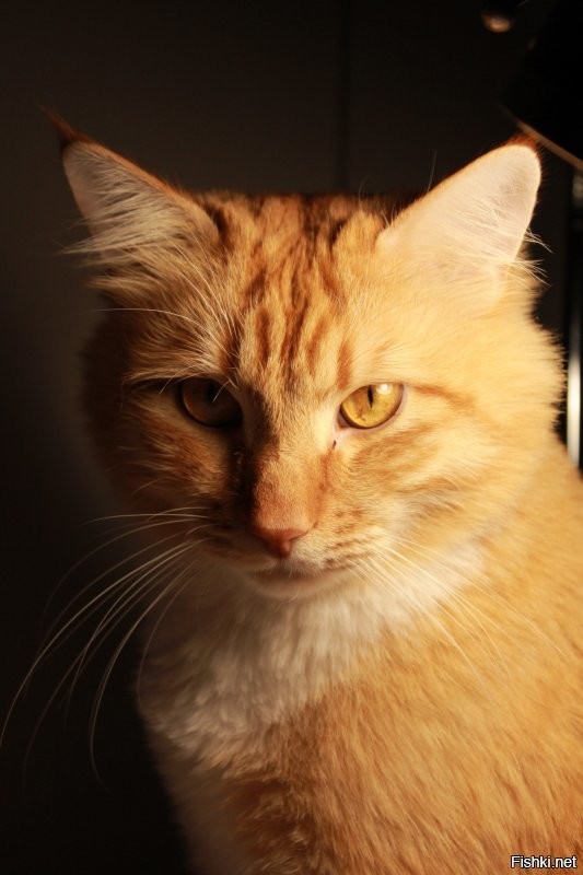 30 позитивных фото с рыжими котами, которые поднимут настрой