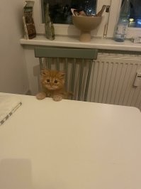 30 позитивных фото с рыжими котами, которые поднимут настрой