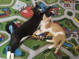 30 позитивных фото с рыжими котами, которые поднимут настрой