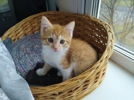 30 позитивных фото с рыжими котами, которые поднимут настрой