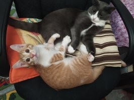 30 позитивных фото с рыжими котами, которые поднимут настрой