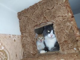 30 позитивных фото с рыжими котами, которые поднимут настрой