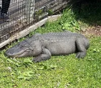 Какая-то жаба-переросток