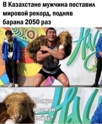 Интересно, а у баранов хороший вестибулярный аппарат?