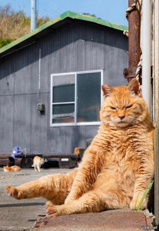 30 позитивных фото с рыжими котами, которые поднимут настрой