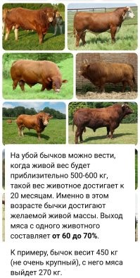 Вот, готовый биореактор для производства мяса. 

"Технология, проверенная временем! " (с)