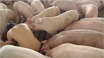 Если уж говорить об общем языке с хрюшками, то не не будет  никого равной кореянке Миру Ким.
Фотохудожник(????), живет в США. Эпатаж, мать её....