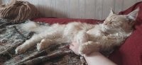 "Самый любимый, красивый, умный, ласковый" нашептывала я котику, когда делала фотографию