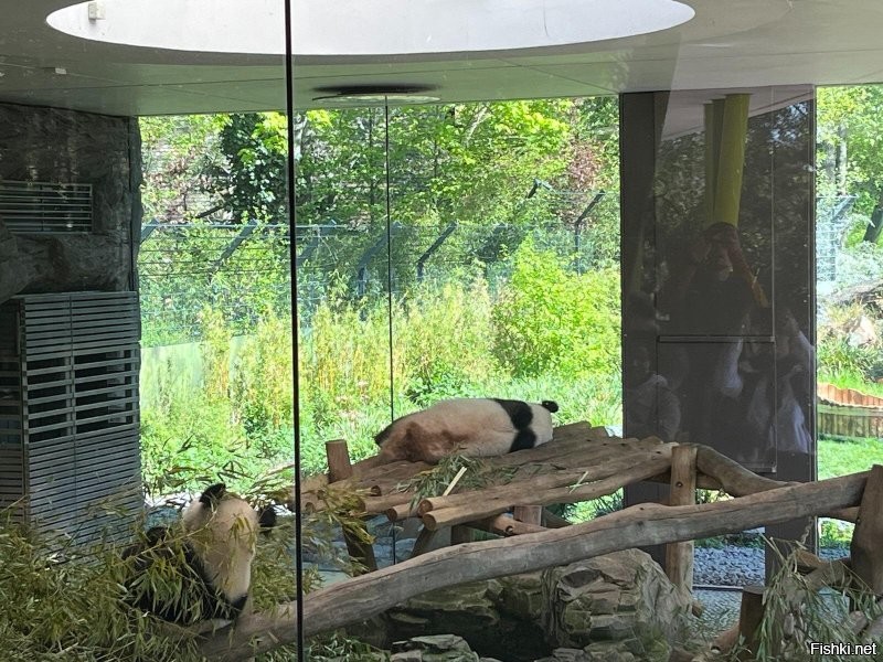 На прошлой неделе сын с невесткой специально поехали в зоо посмотреть на панду... ( панда спала