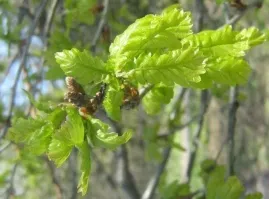 Это действительно дуб просто листочки только раскрылись. Лиственица хвойное дерево. Не имеет ничего общего с тем что на фото.  Вот наглядно. Первая картинка лиственница и сосна (хвойники). Остальные - дуб.