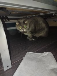 У меня кот любит маслины и мышей....