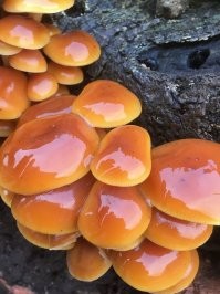 А разве это не зимний опёнок, он же энокитаке? Прекрасный съедобный гриб...