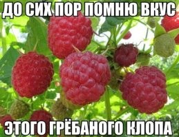 "Фактор гадости". Школьников Швейцарии приучают к пище из насекомых