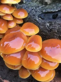 Сроду не видел таких блинов. А автор блинов похоже не видел вообще. 
Ну и чтобы канарейку с бананом перепутать, это оооочень много нужно выпить...