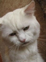 Собака, версия для любителей котов: