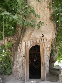 Чинара-школа в Сайробе (Узб.) как-то посимпатичнее идея...