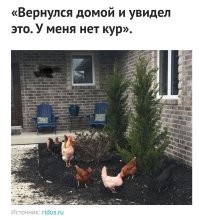 Теперь есть. Рекомендую на бульон и холодец. Домашние куры для этого чудо как хороши.