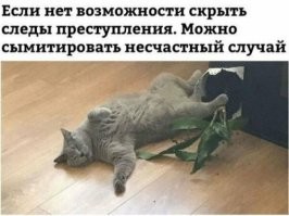 Шкодливые животные, которым не бывает скучно