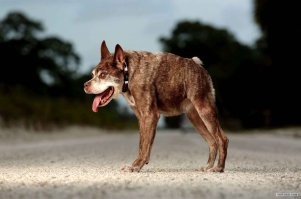 Карликовый Chevrolet Camaro выставили на продажу