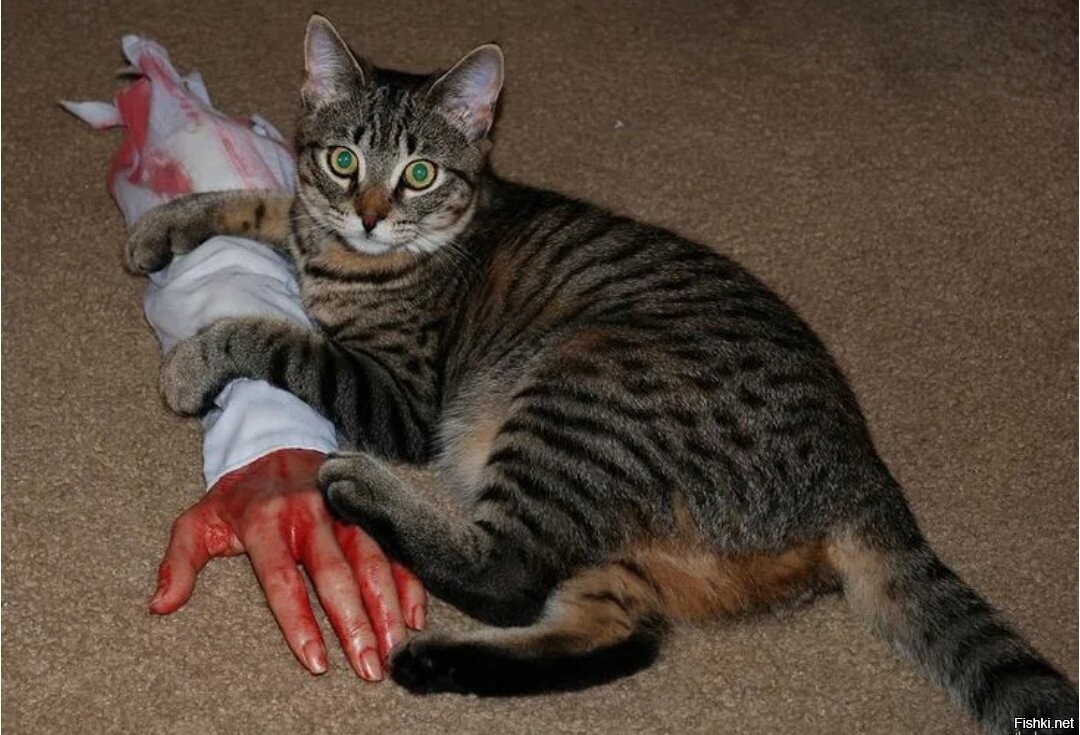 Резиновая рука для кота. Кот царапает.