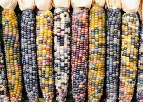 "Стеклянная кукуруза", выведена в Америке. Сварить и съесть не получится, можно правда как попкорн, на муку или просто в декоративных целях