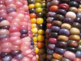 "Стеклянная кукуруза", выведена в Америке. Сварить и съесть не получится, можно правда как попкорн, на муку или просто в декоративных целях