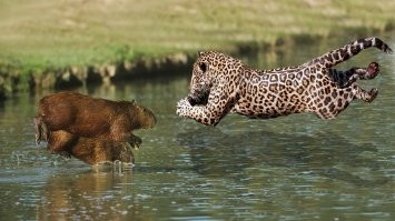 Не всегда киса остаётся голодной.