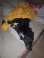 18 примеров спящих животных, которые нашли свой уникальный и неповторимый подход ко сну