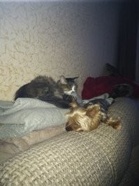 18 примеров спящих животных, которые нашли свой уникальный и неповторимый подход ко сну