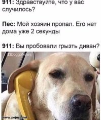 Пёс решил, что его оставили одного дома