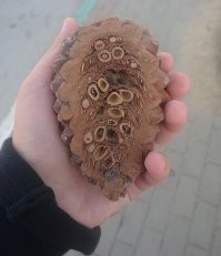 Это кедровая шишка, а не сосновая.