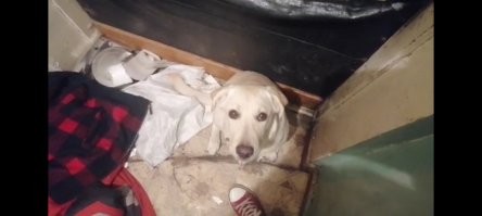 Ну песни, это меньше, что может произойти в ваше отсутствие... Я уезжал на день в город. Вернулся вечером... Было ощущение, что в квартире неделю бесновалась стая бешеных енотов.