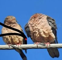 Ремни для лохов