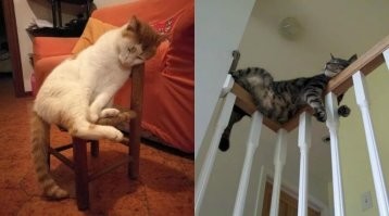 коты всех их переплюнули