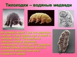 10 существ, которые запросто смогут пережить апокалипсис