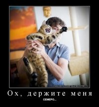 Домашняя кошка не испугалась голодной пумы