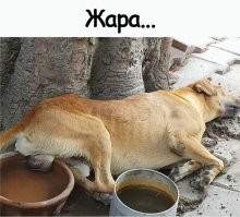Кошачья плотина в действии