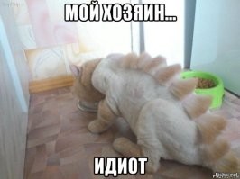 Котлета на палочках: пёс в шоке от новой стрижки