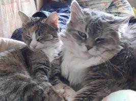 меня бы кошка за такое покусала. стрижется 2-3 раза в год.