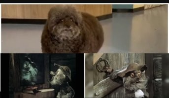 Котлета на палочках: пёс в шоке от новой стрижки