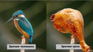 Что же такого в орлиных глазах, что делает их лучшими среди всех животных?